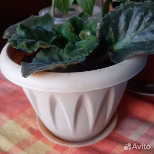 Фиалка махровая