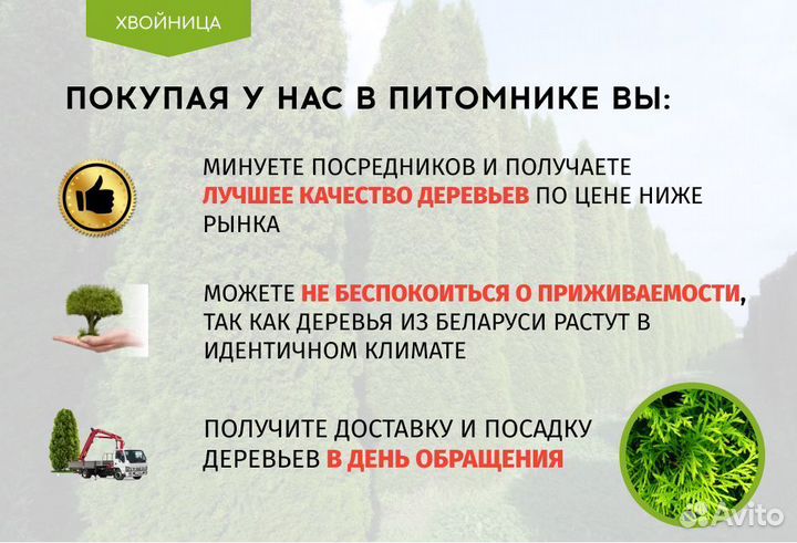 Туи крупномеры Брабант 3,8 м6 м