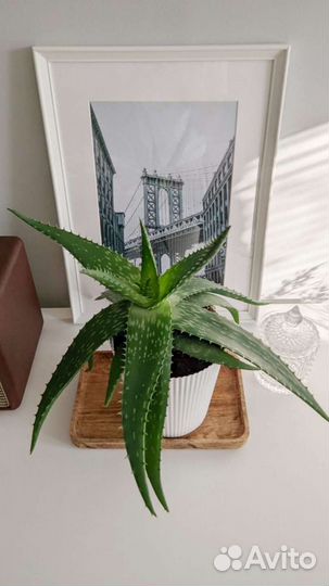 Алоэ лечебный разных размеров