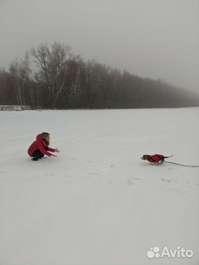 Передержка собак