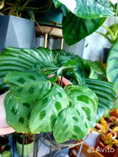 Алоказия жаклин,калатея, аглаонема