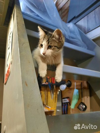 Котик в добрые руки