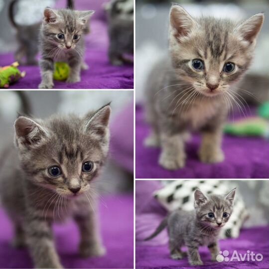 Отдам котят