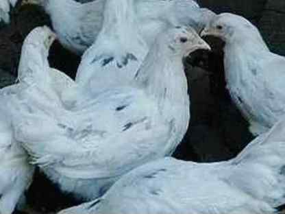 Курочки, Шолоховский