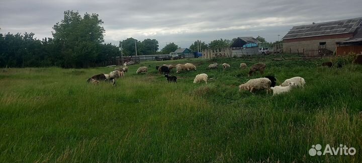 Овцы бараны