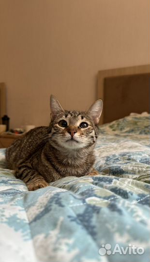 Кошка метис европейской