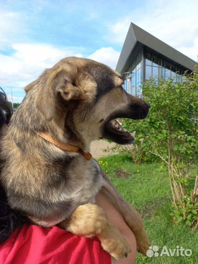 Собака в добрые руки