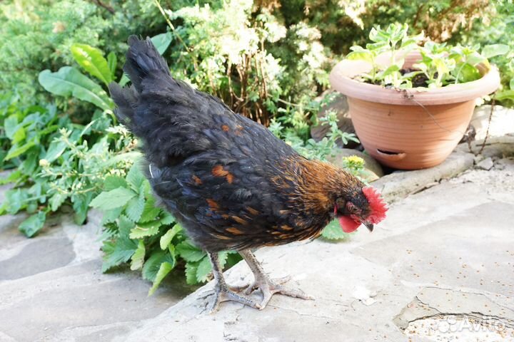 Петухи породистые