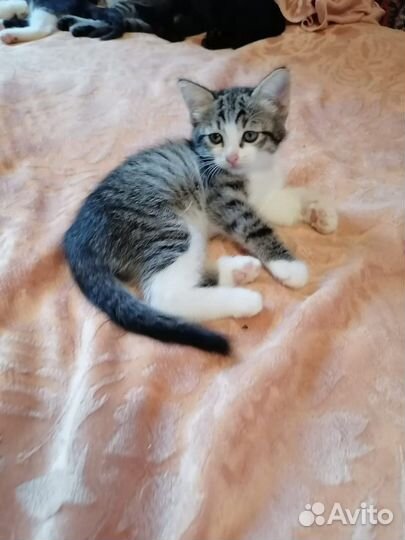 Котята ищут дом и семью