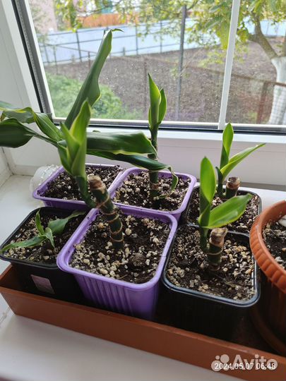 Драцена фрагранс