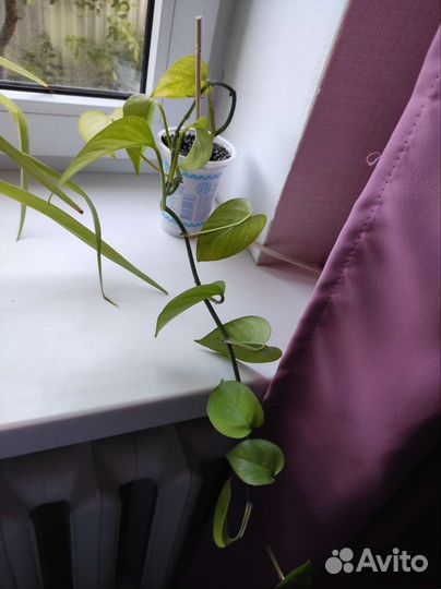 Комнатные цветы