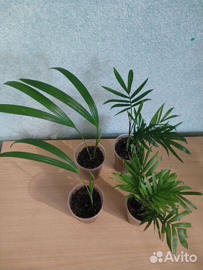 Комнатные растения