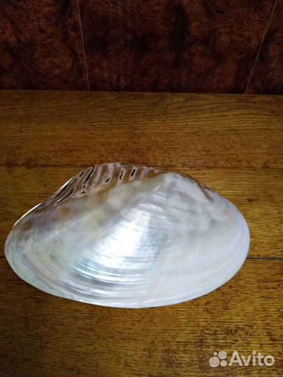 Раковины морские большие,разные