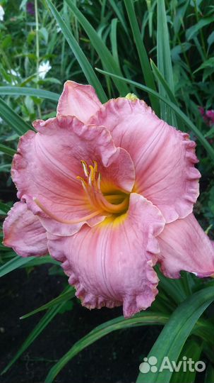 Лилейники сортовые