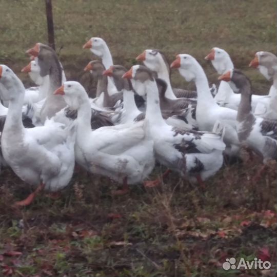 Холмогорские гуси
