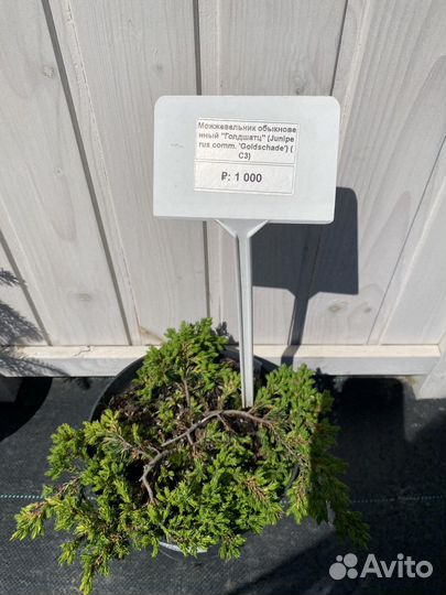 Можжевельник обыкновенный Голдшатц