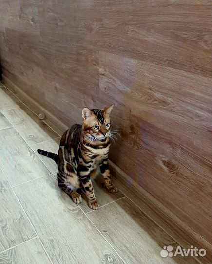 Бенгальский кот для вязки