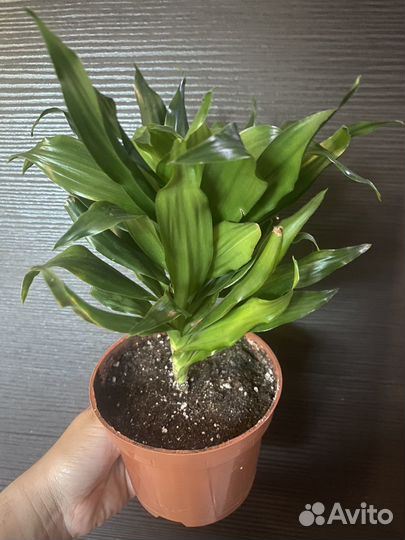 Драцена фрагранс компакта