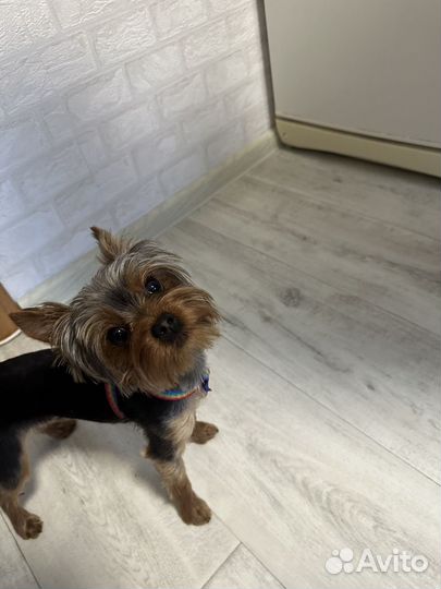 Вязка Йоркширский терьер мини мальчик