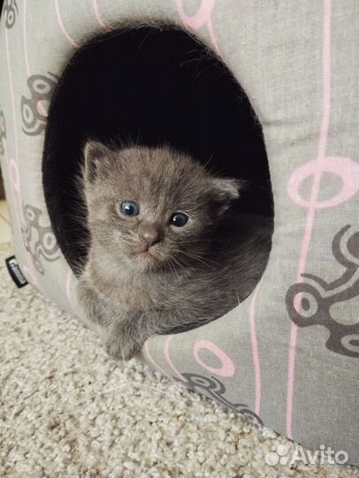 Котята в добрые руки бесплатно