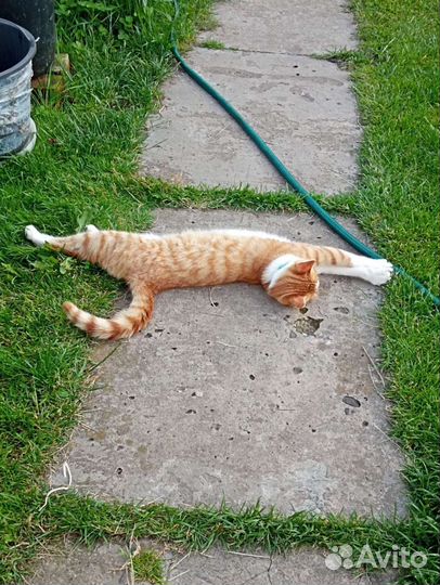 Котёнок крыселов