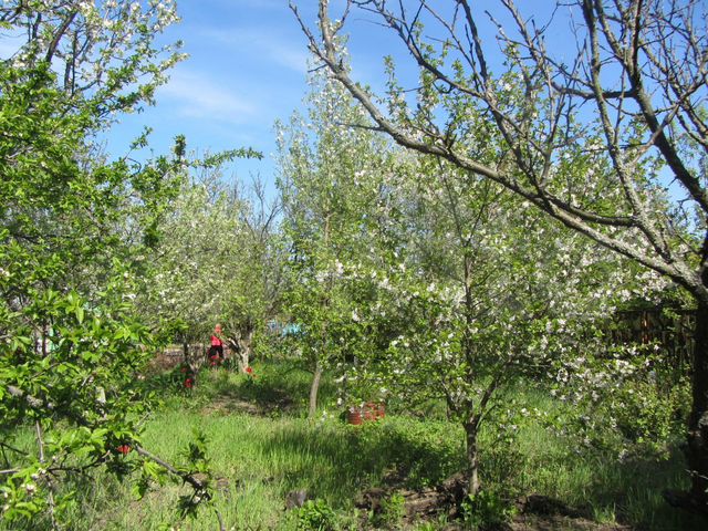индекс ростов на дону дачная