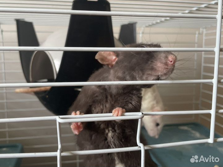 Крысы в добрые руки