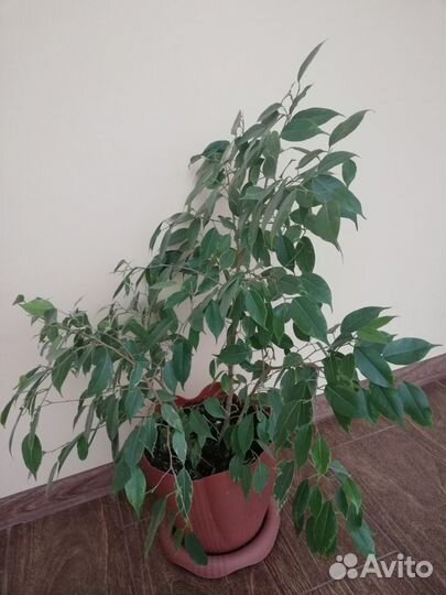 Цветы фикус