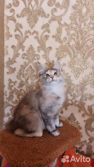 Котята мейн-кун