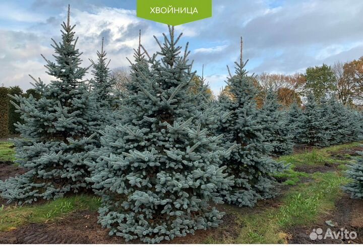 Туя Брабант 1,5 м