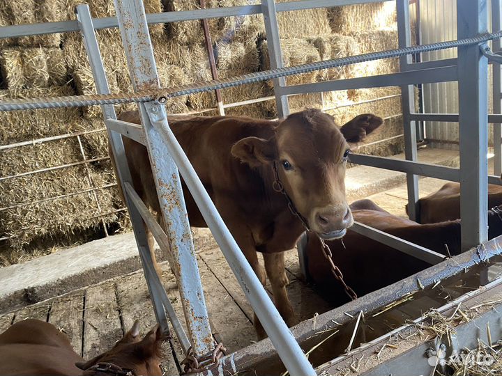 Бычки на откорм