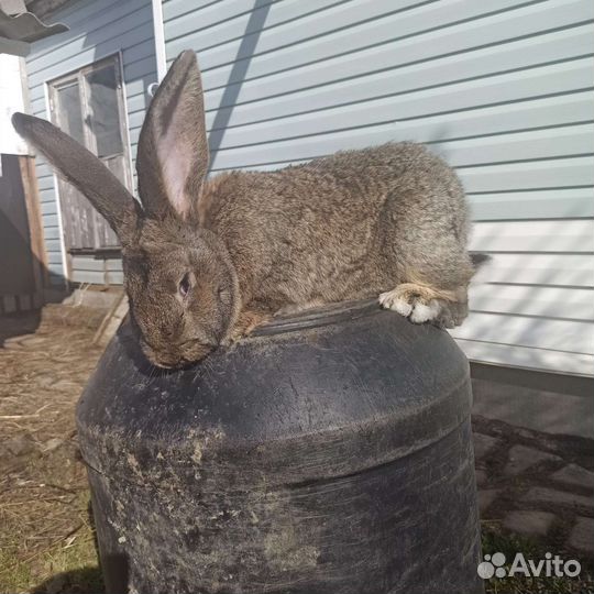 Кролики порода фландр