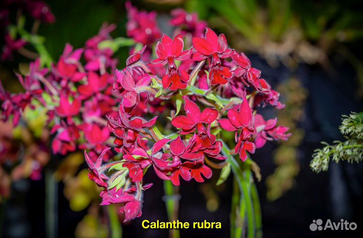 Орхидея. Каланте. Calanthe rubra