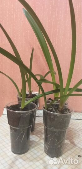 Гиппеаструм