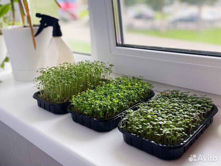 Семена Микрозелень (розница и опт) арт.W078