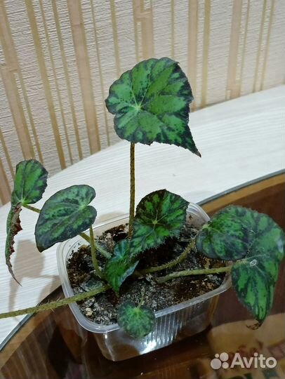 Бегония декоративнолиственная тигровая