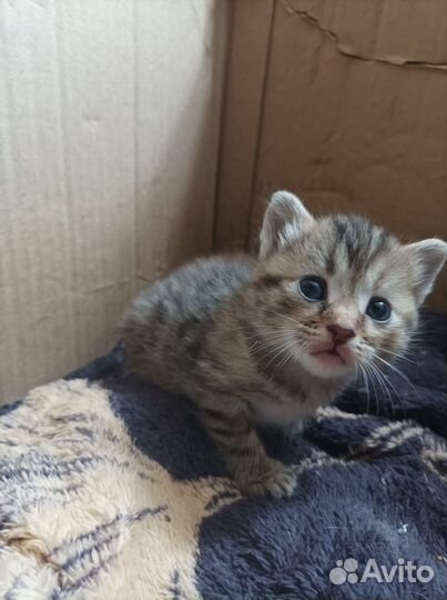 Отдам котёнка