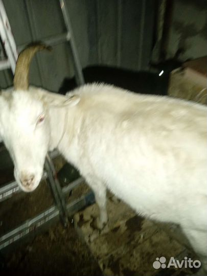 Коза, бараны, корова