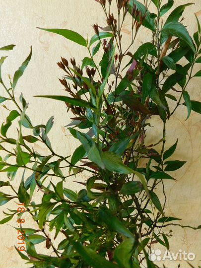 Комнатный цветок 