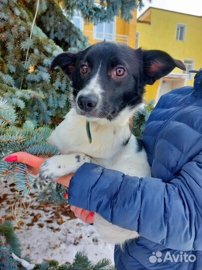 Щенок в добрые руки бесплатно