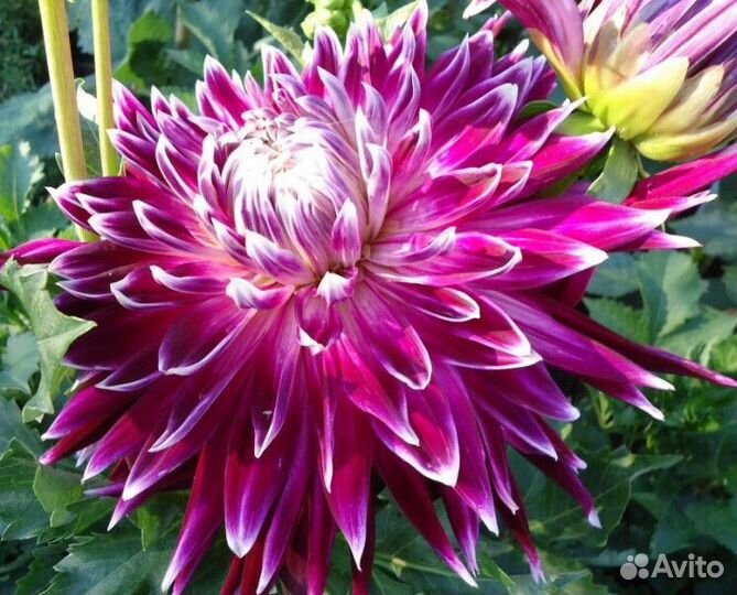 Георгины на осень(клубни)