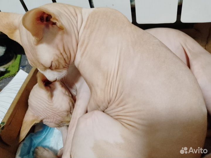 Канадский сфинкс котята