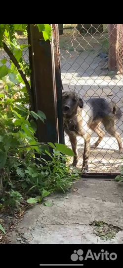 Пес в добрые руки