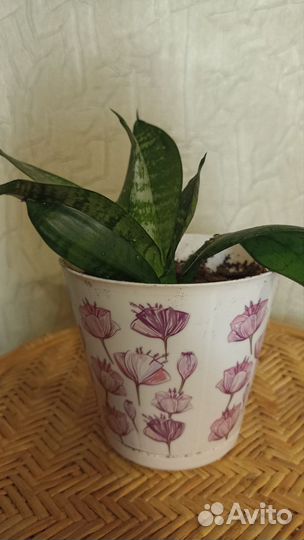 Сансевиерия ханни