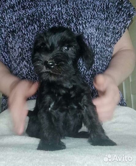 Щенки цвергшнауцера, РКФ