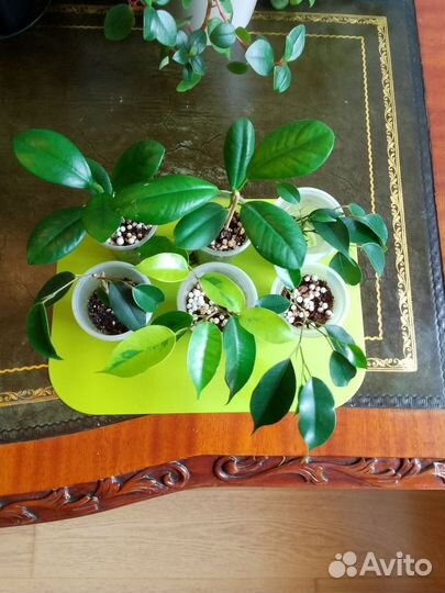 Сортовые фикусы