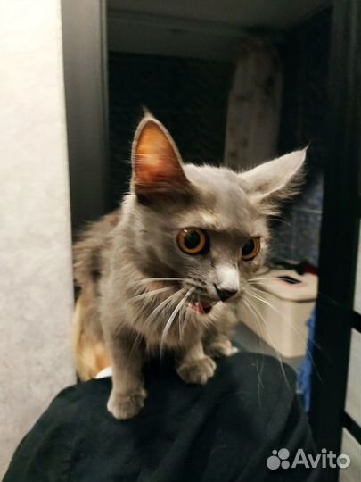 Котенок в добрые руки