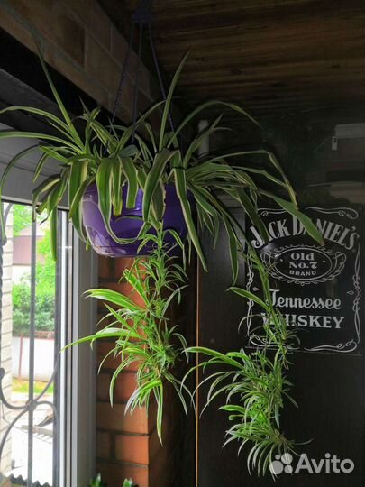 Хлорофитум хохлатый вариегата