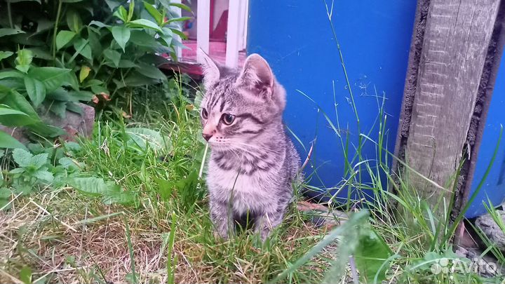 Отдадим котят в добрые руки