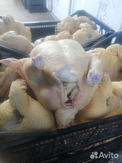 Курица бройлер